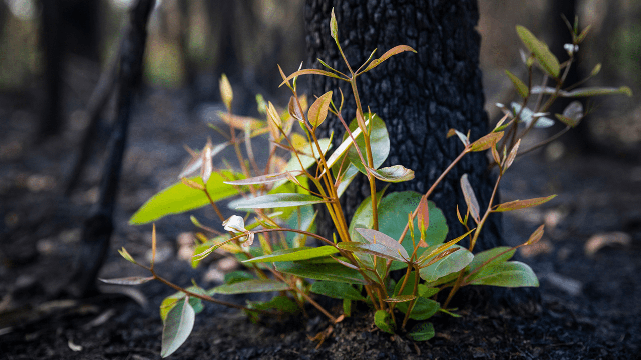 Victoria Bushfire Aid: Accessing $1000 AGDRP Disaster Payments
